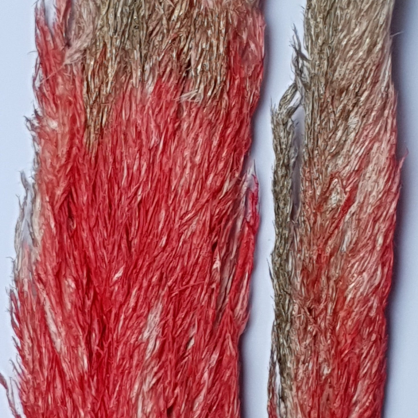 Pampas naturale  decorativa Rosso- oro (3 pezzi)