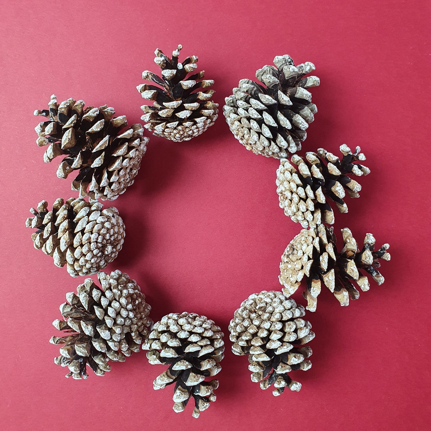 Set of 9 small white pine cones