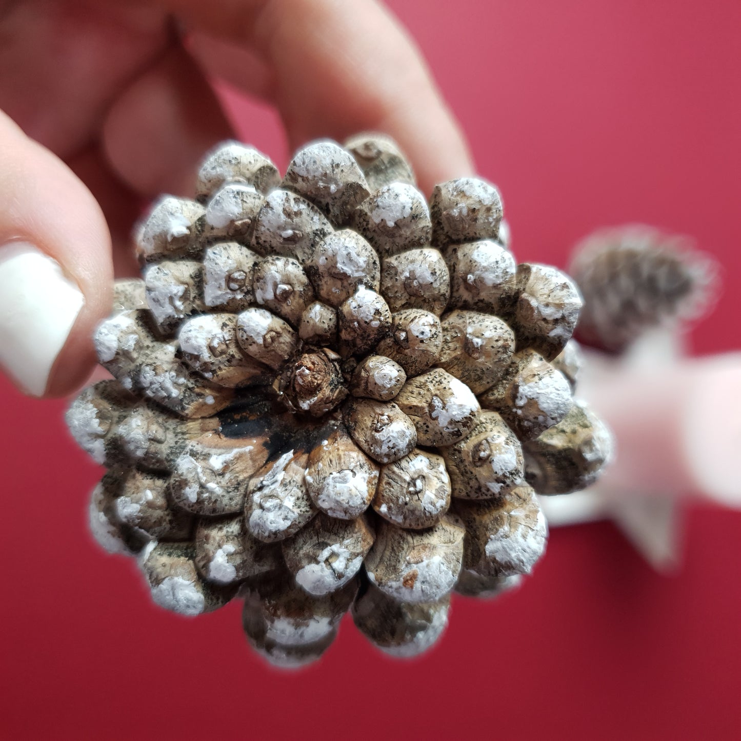 Set of 9 small white pine cones